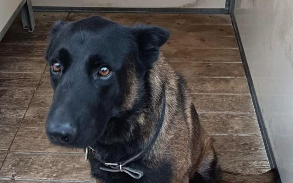 pg电子经验-在梅斯vs里昂的比赛赛后，一条警犬在干预球迷斗殴过程中丧生